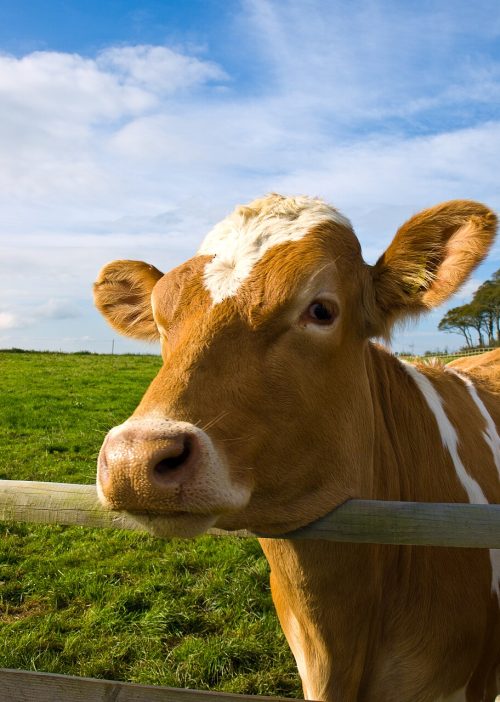 Cow in a field by the quad biking place in Devon
